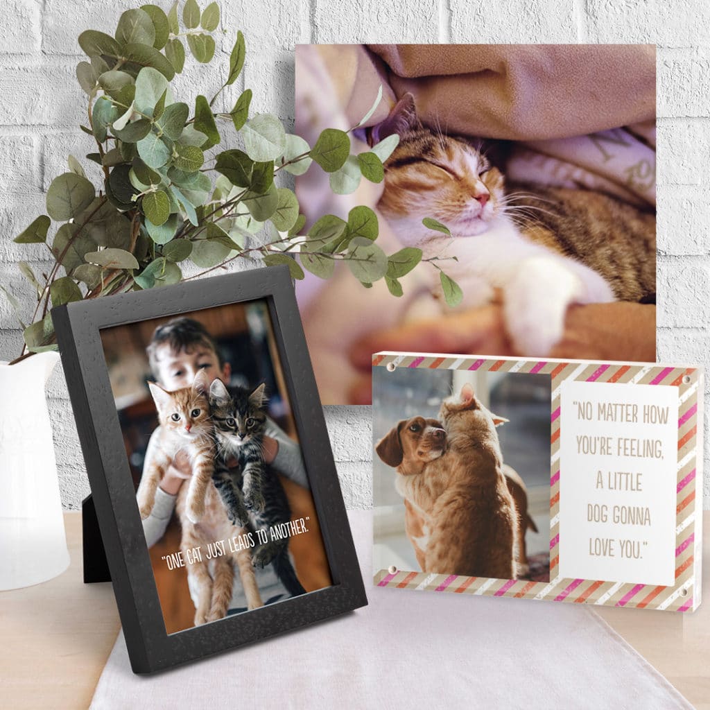 Picture your pets on these cute photo gifts