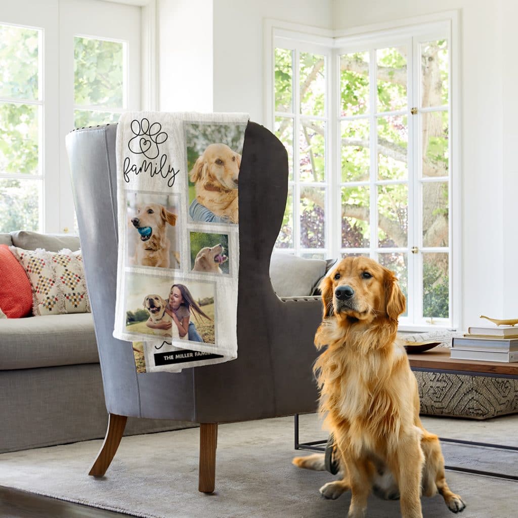 Golden retriever dog sitting in front of a fleece blanket over the back of a chair